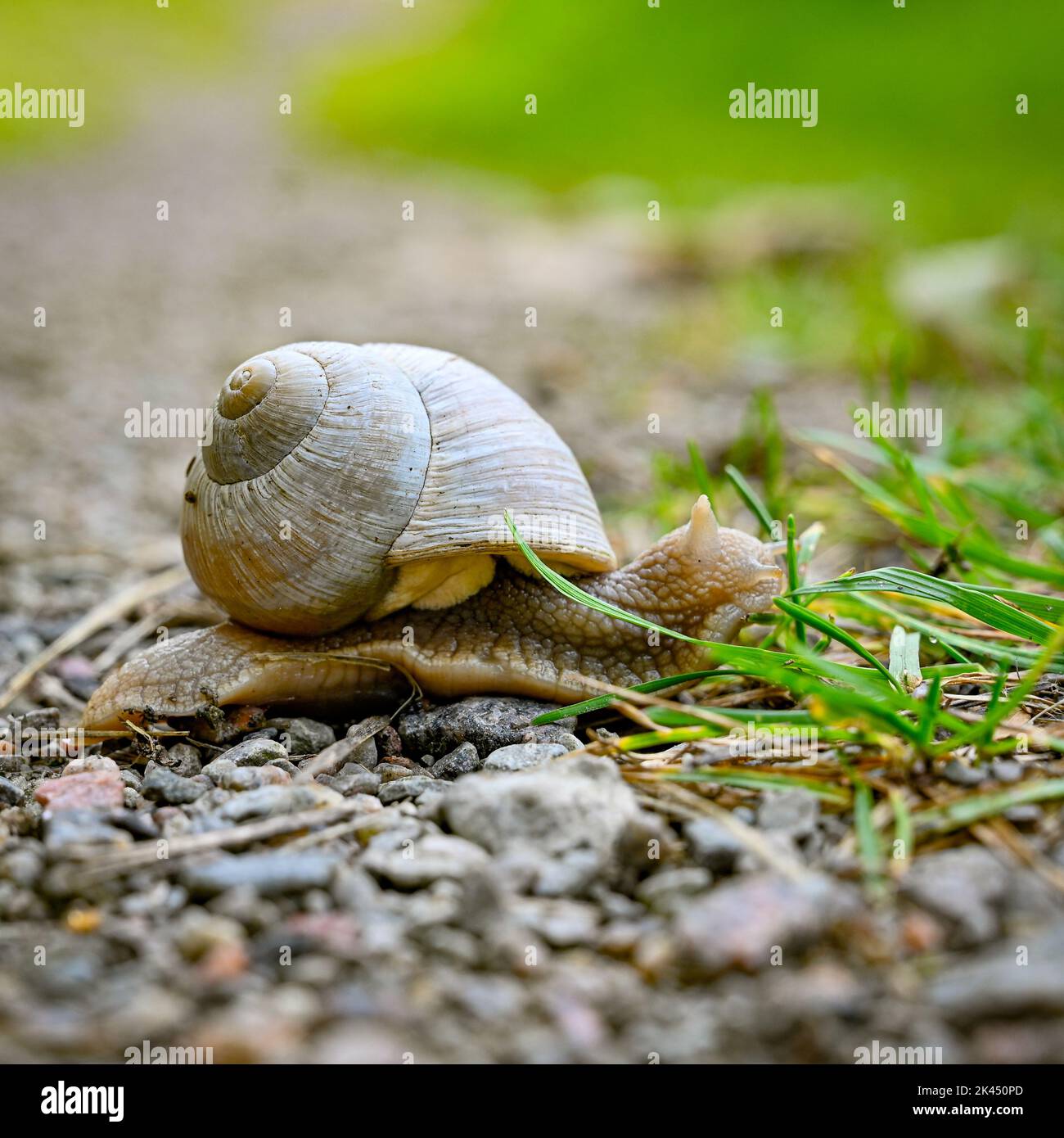 Römische Schnecke gleitet über Schotterweg zum Gras Stockfoto