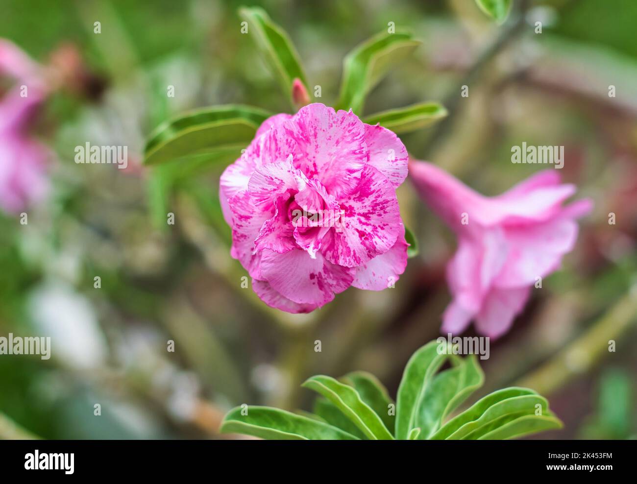 Blume der Adenium obesum Sup Soom Boom Mutation aus nächster Nähe Stockfoto