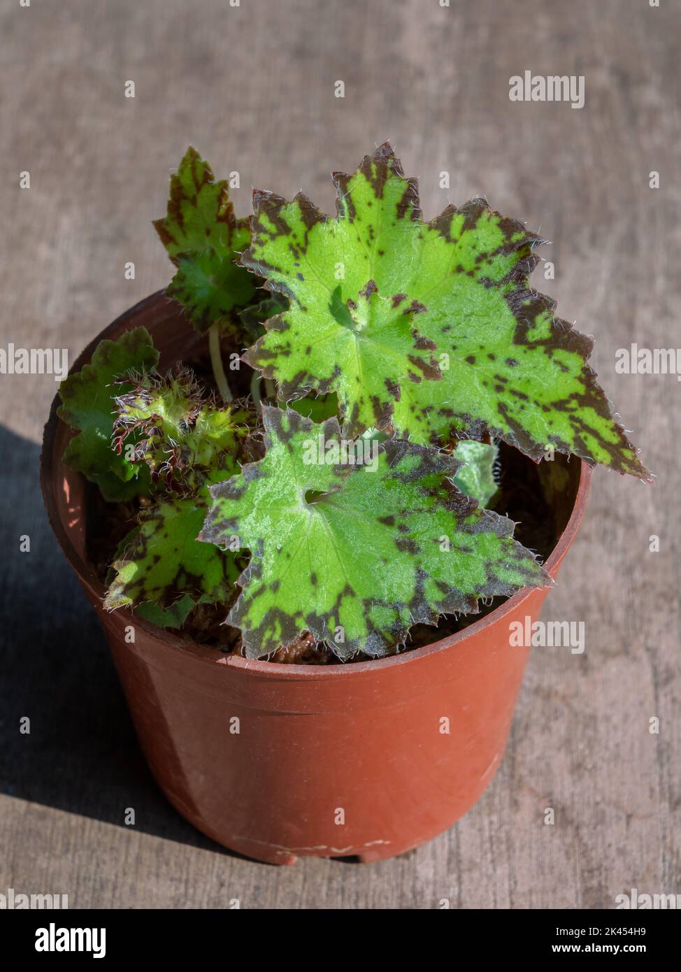 Nahaufnahme einer kleinen rhizomatösen Begonia rex 'Jive' Hybride mit leuchtend grünen und schokoladenbraunen Blättern, isoliert auf Holzgrund Stockfoto