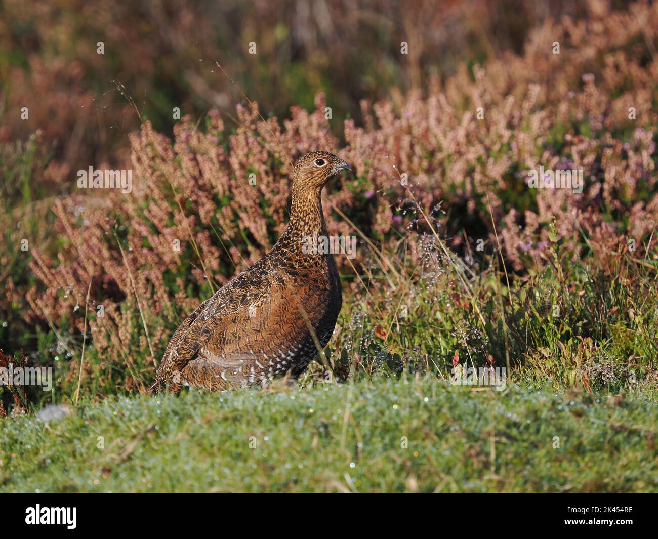 Rothuhn auf Hochmooren in Nordwales, das Männchen mit einem roten Kamm über dem Auge, Weibchen fehlt der Kamm ! Stockfoto