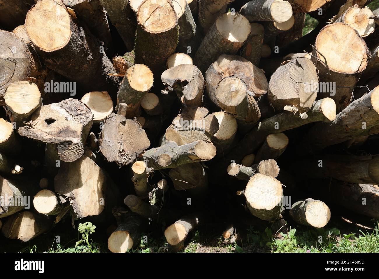 Nahaufnahme eines Holzstapels (Holz, gefällte Bäume) Stockfoto