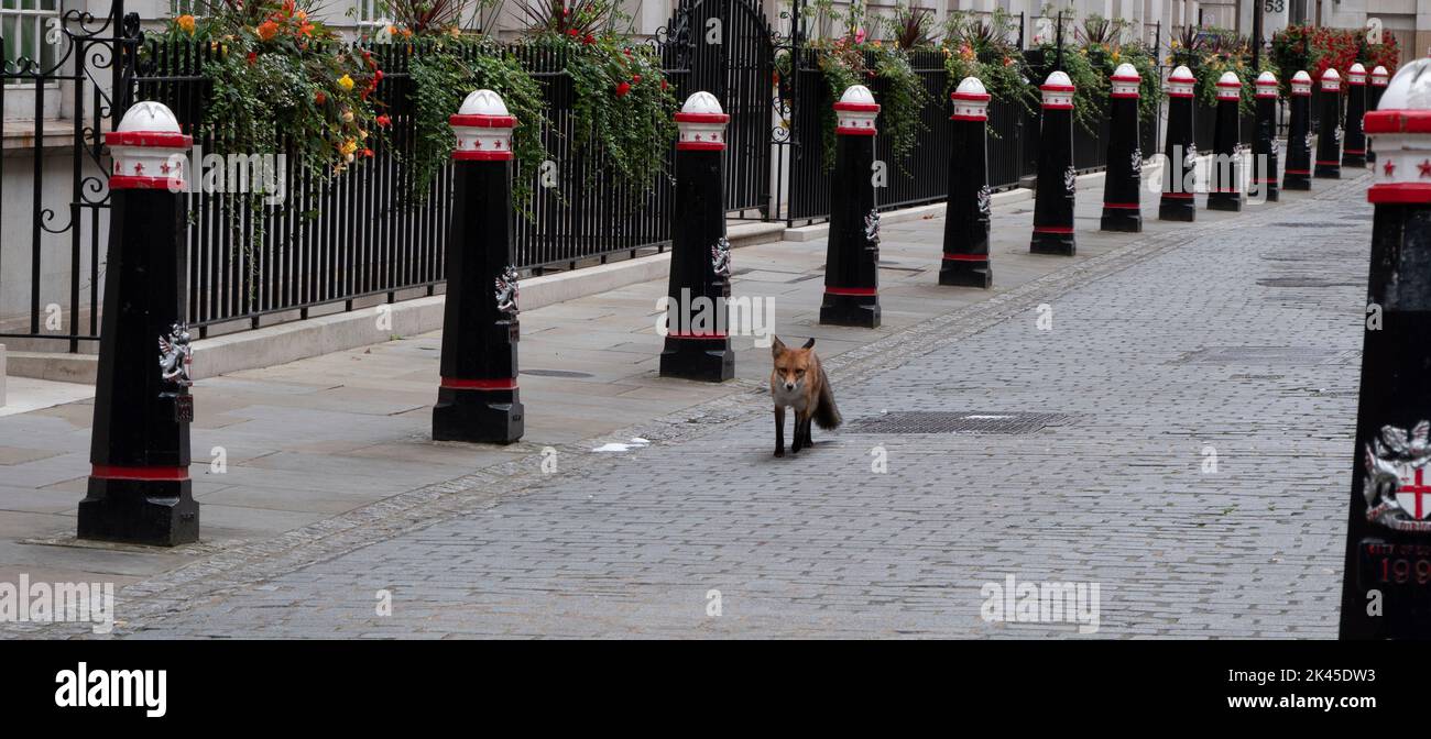 Städtischer Rotfuchs (lateinischer Name von Vulpes vulpes), der in einer gepflasterten Straße in der City of London, im Zentrum Londons, mit gemauerten Pollern und Emblemen der City of London spaziert Stockfoto