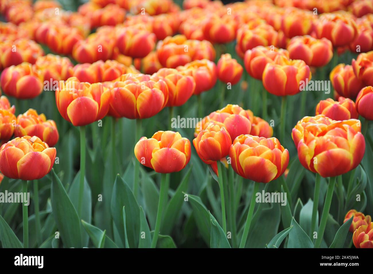 Rote und gelbe Pfingstrosen-Doppeltulpen (Tulipa) im April blühen in einem Garten Muscheln Stockfoto