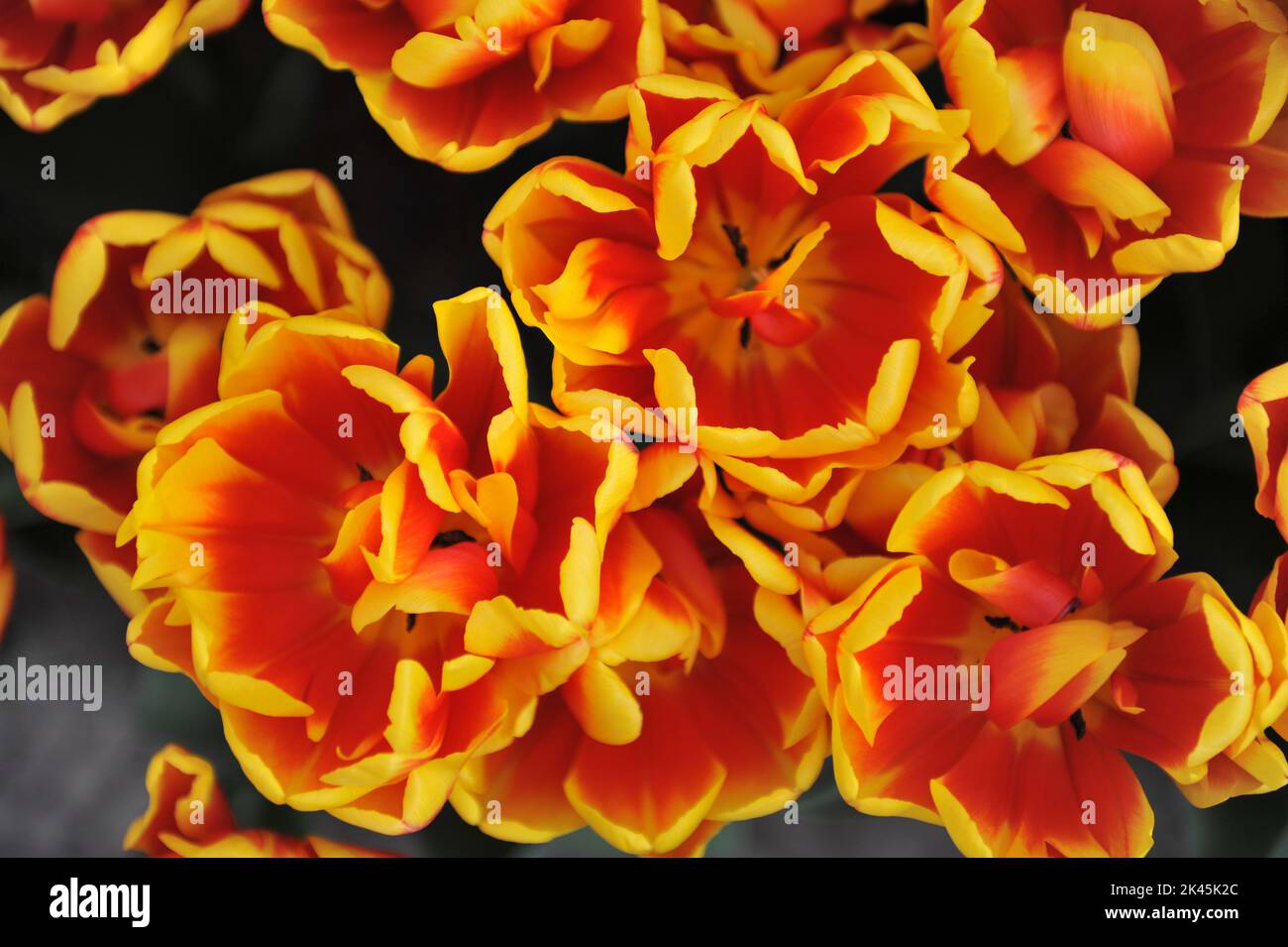 Rote und gelbe Pfingstrosen-Doppeltulpen (Tulipa) im März blühen in einem Garten Muscheln Stockfoto