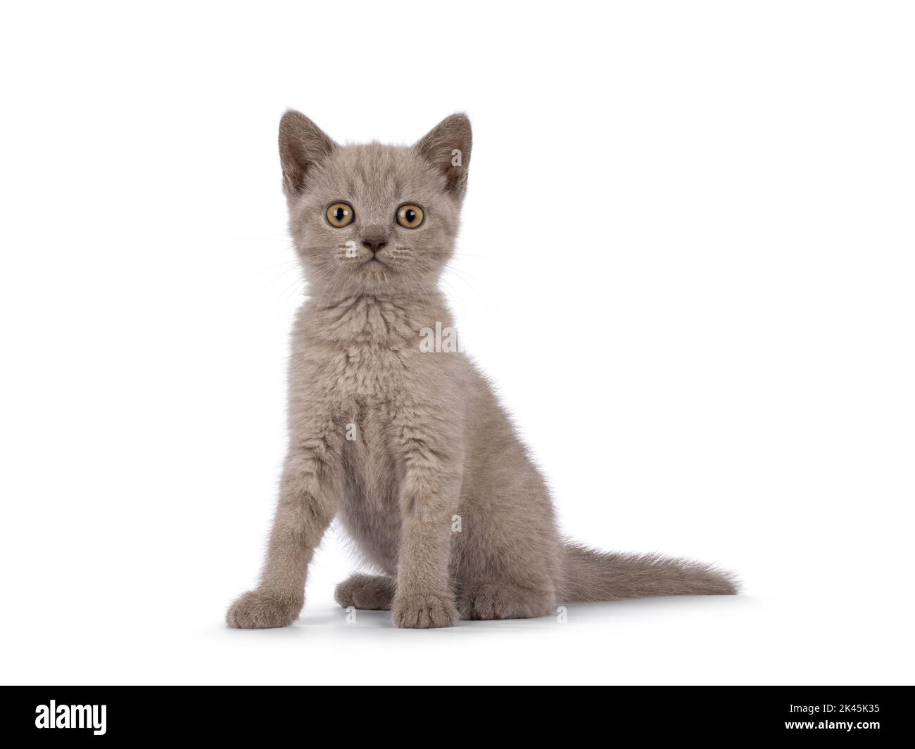 Süßes lila Bitish Kurzhaar Katze Kätzchen, sitzen Seite Wege. Blick auf die Kamera. Isoliert auf weißem Hintergrund. Stockfoto