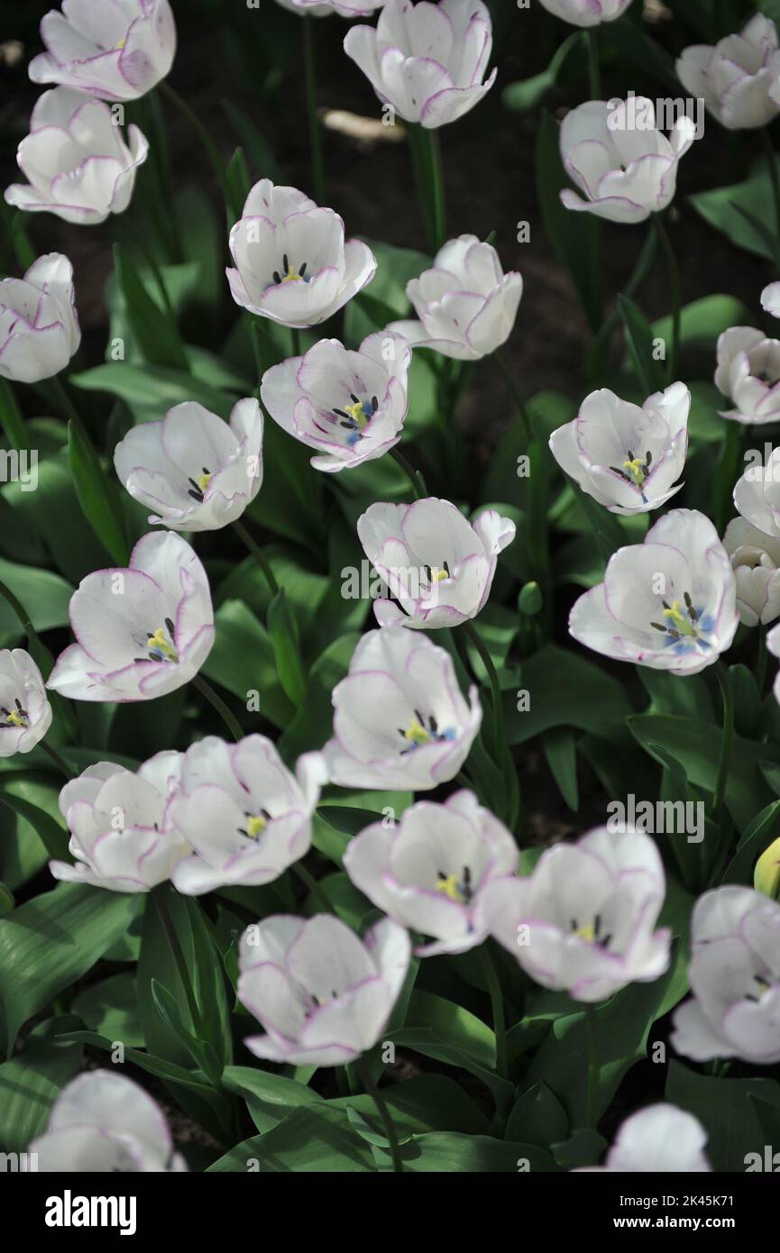 Weiß mit violetten Rändern Triumph Tulpen (Tulipa) Shirley blüht im April in einem Garten Stockfoto