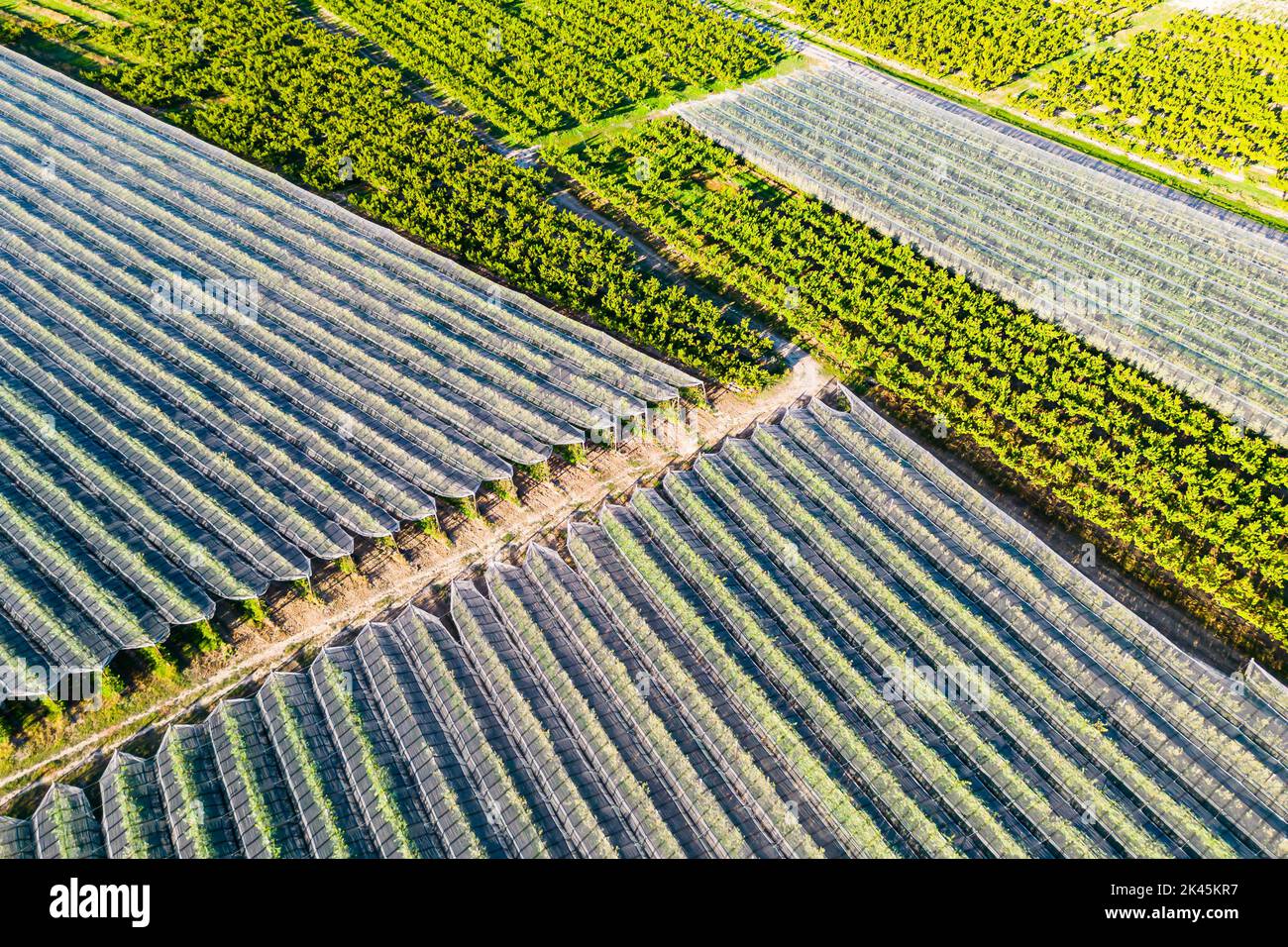 Hagelnetz über Apfel- und Birnenbäumen aus der Luft - Hintergrund Stockfoto