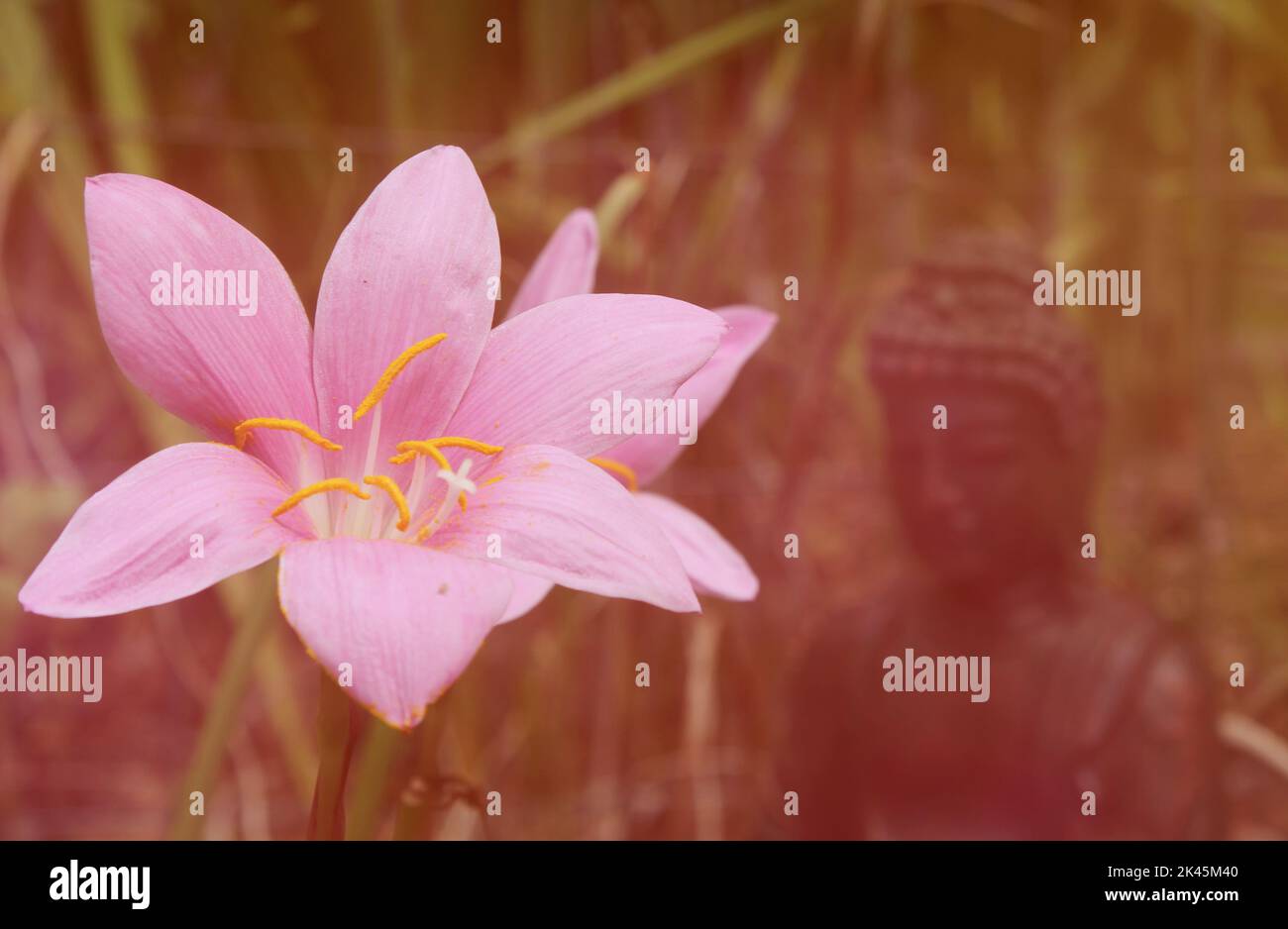 Rosa Regen Lily Blumen mit Buddha Statue im Hintergrund Stockfoto