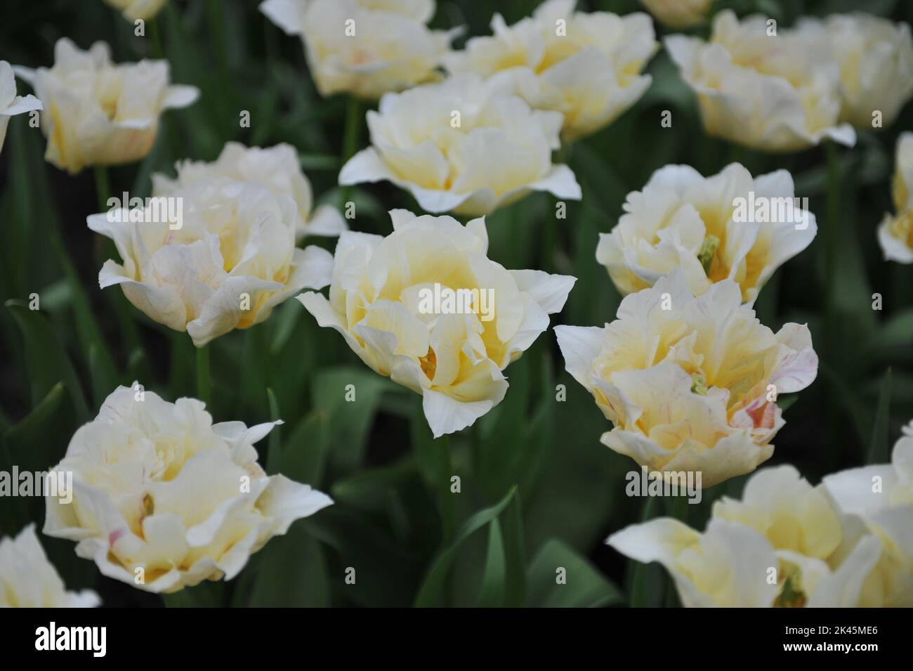 Im April blüht die Seidenstraße in einem Garten in hellgelber Pfingstrose mit doppelten frühen Tulpen (Tulipa) Stockfoto