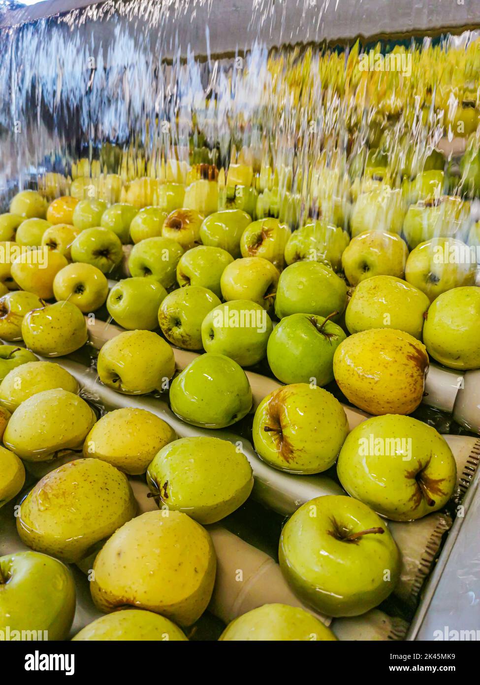 Der Prozess der Zubereitung von Äpfeln und deren Verarbeitung in einem Wasserbecken, bevor sie in der Produktionshalle in die endgültige Verpackungsphase kommen Stockfoto