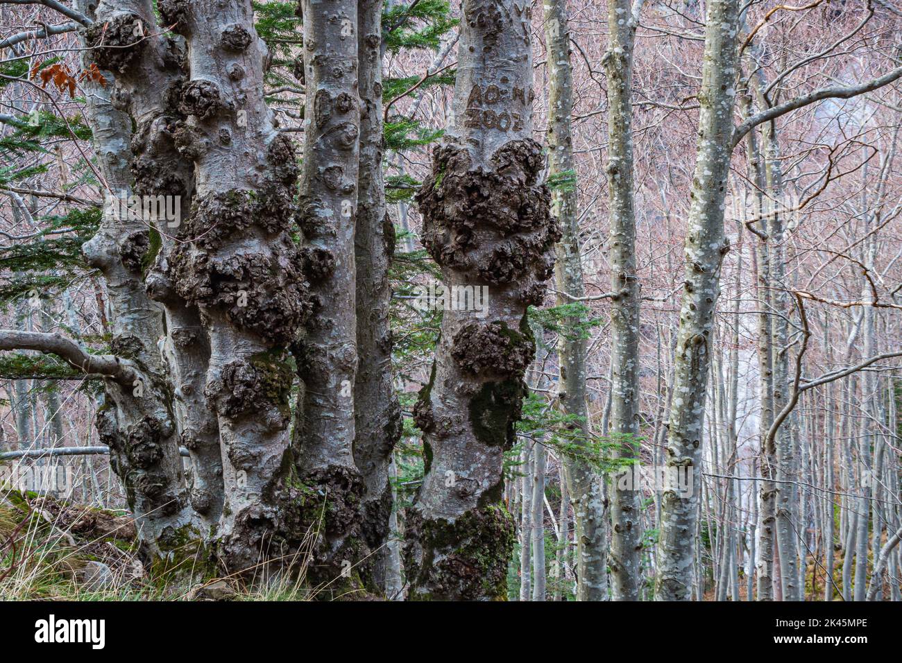 Ungewöhnliche Bäume in einem Wald mit einem verdickten Stamm Stockfoto