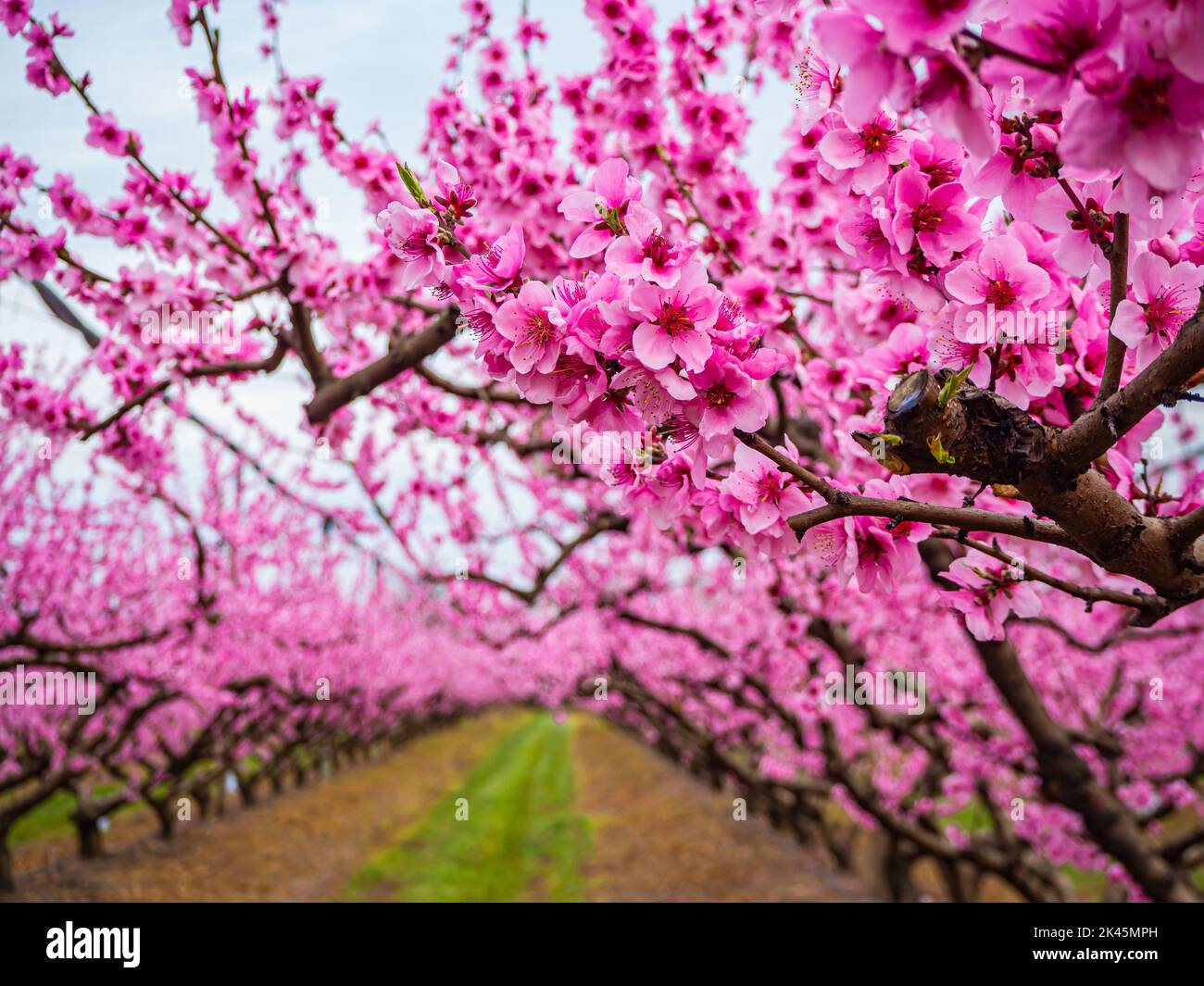 Blühende Pfirsichbäume im Obstgarten Stockfoto