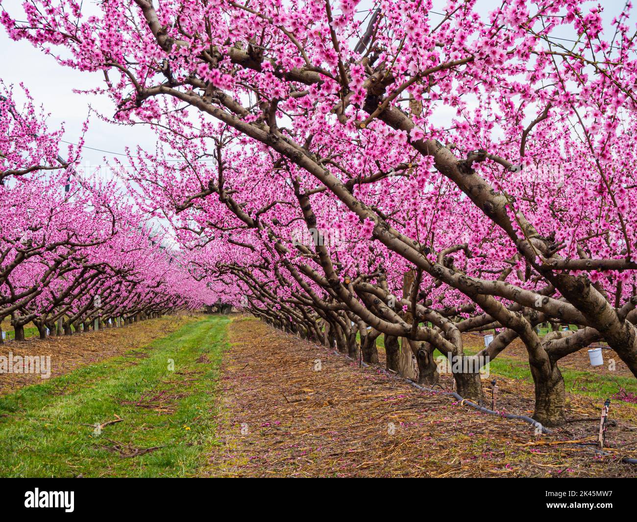 Blühende Pfirsichbäume im Obstgarten Stockfoto