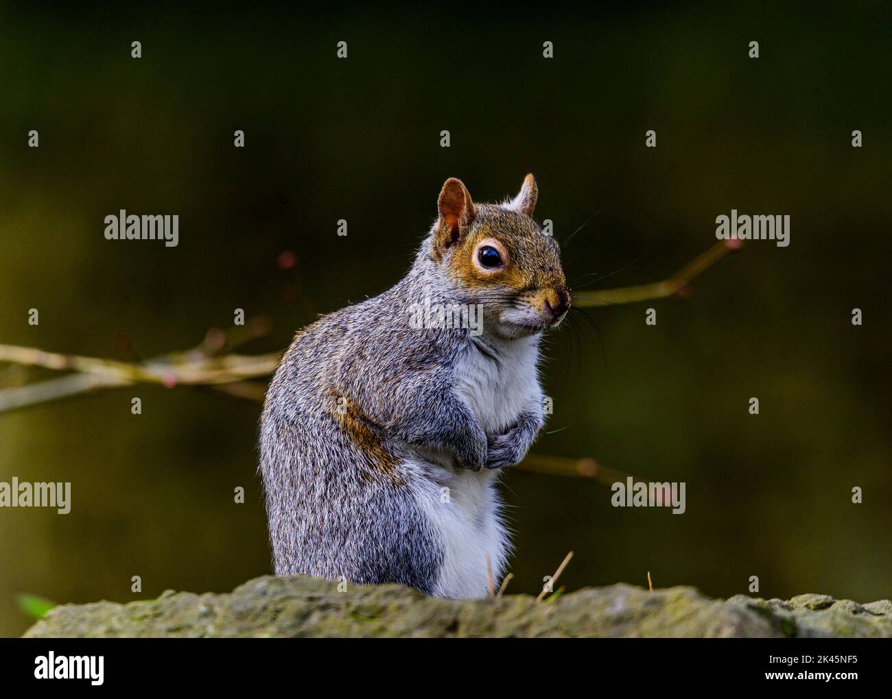 Ein Eichhörnchen plant seinen nächsten Schritt, nachdem es von einem nahegelegenen Baum auf eine Wand springt. Stockfoto