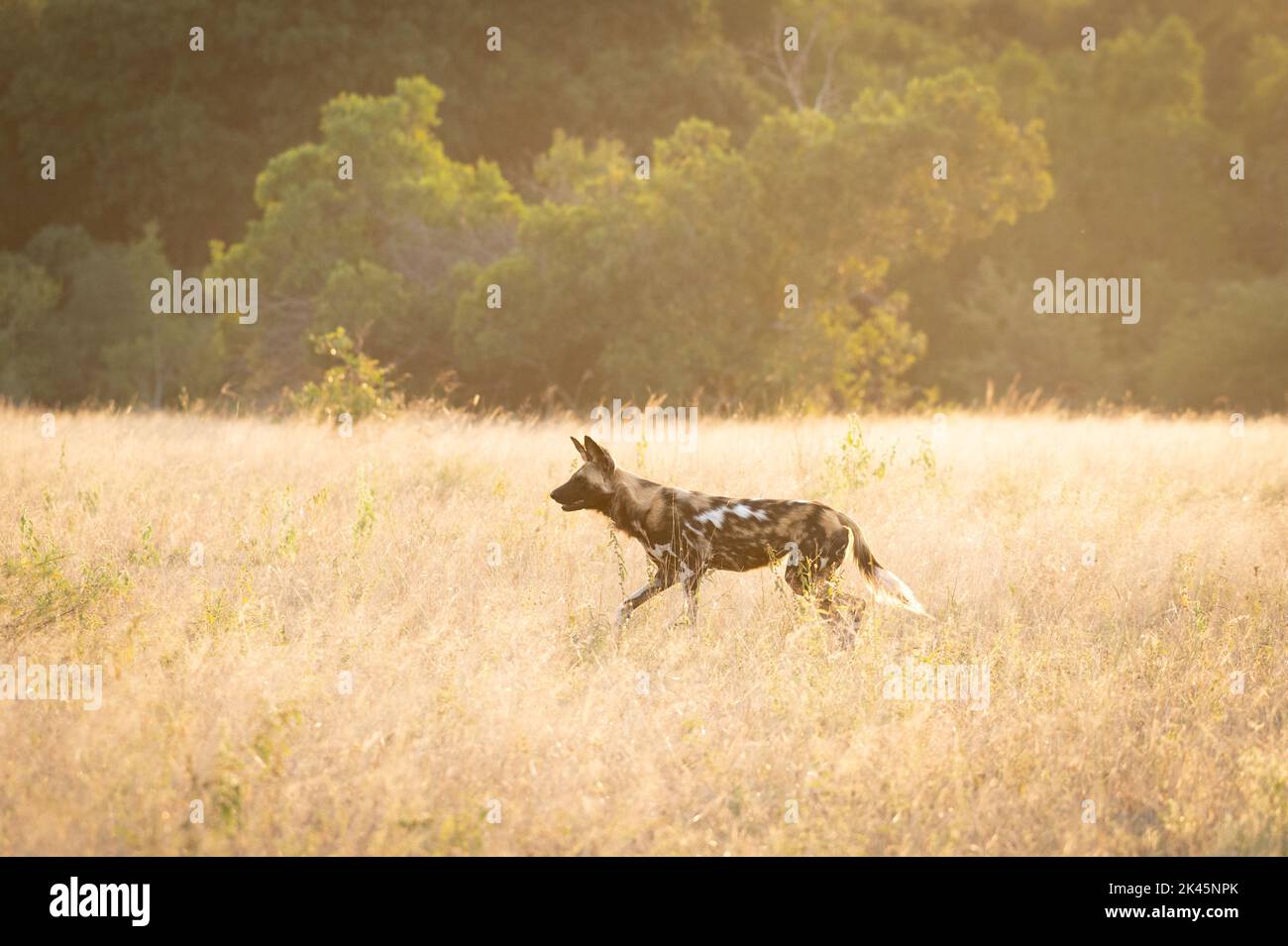 Ein wilder Hund, Lycaon pictus, läuft durch langes Gras Stockfoto