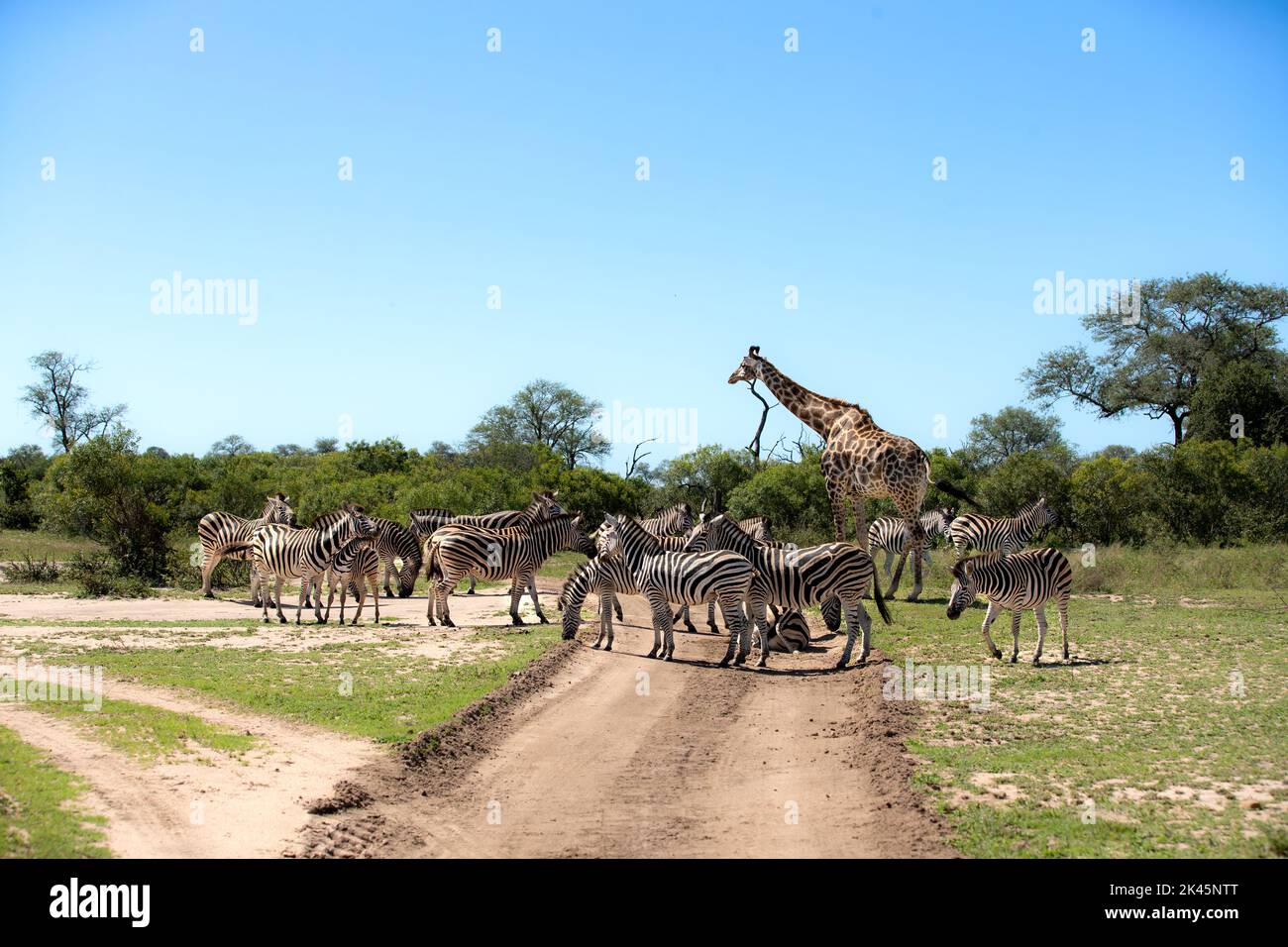Eine Herde Zebras, Equus quagga und eine Giraffe, Giraffa, gehen über eine Straße Stockfoto