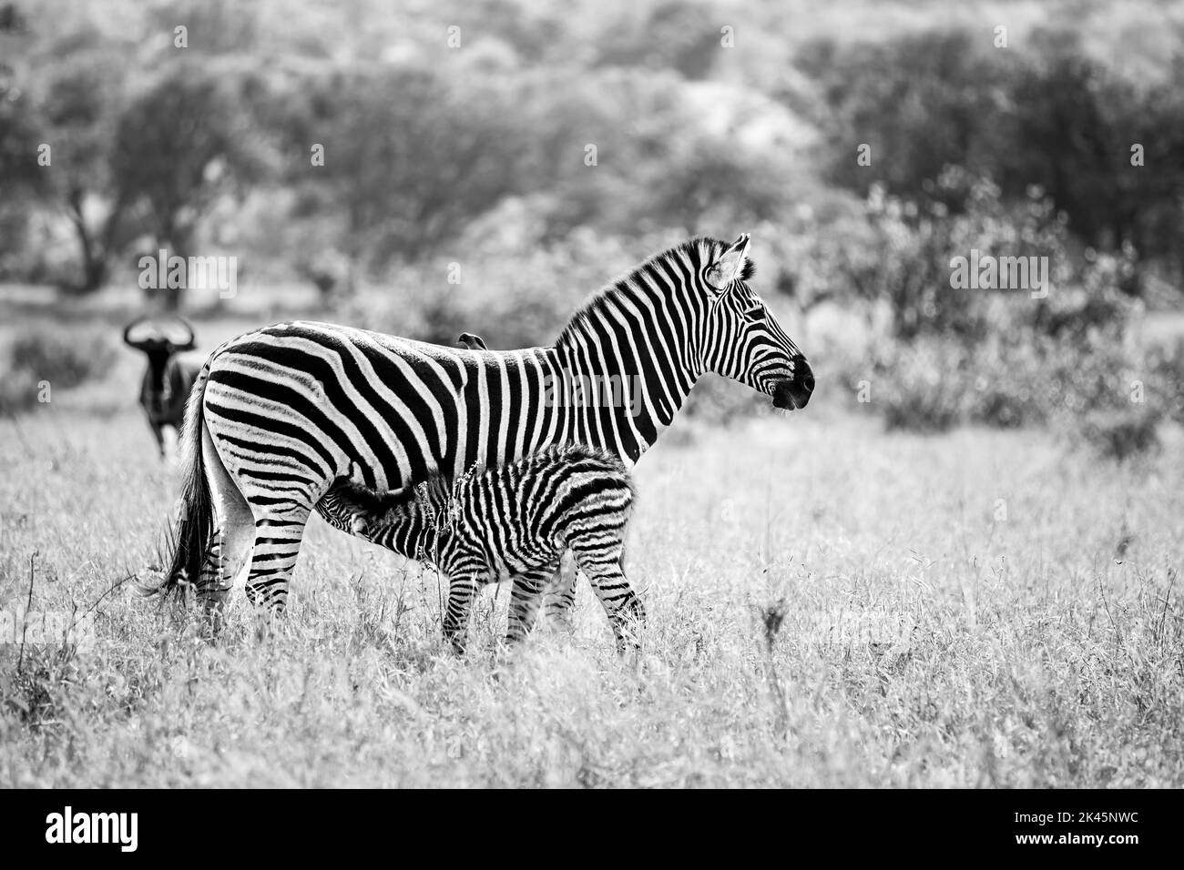 Ein weibliches Zebra, Equus quagga, und ihr Kalb stillt, in schwarz und weiß Stockfoto