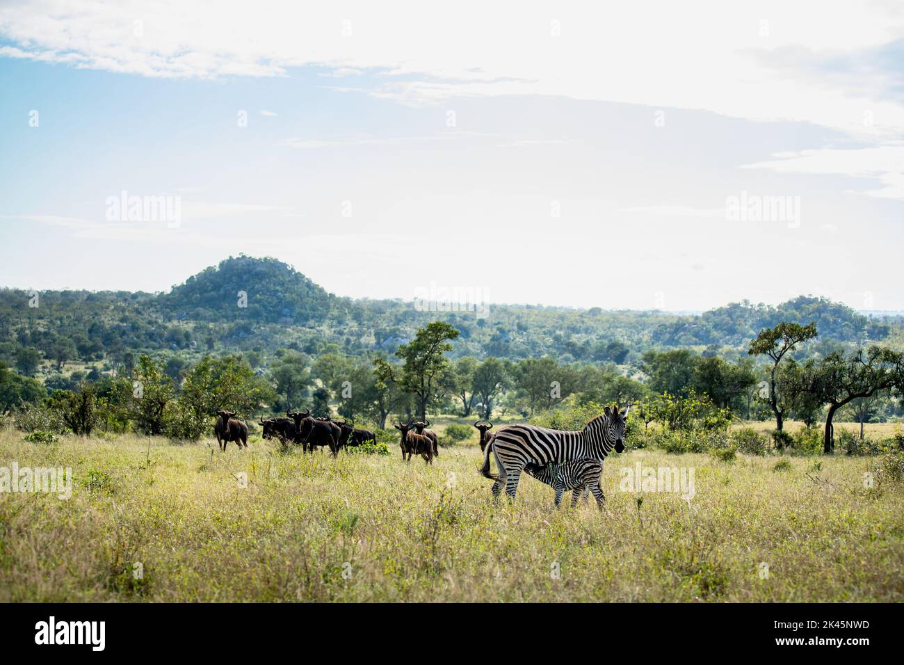 Ein weibliches Zebra und ihr Baby stillen, Equus quagga, mit Wildebest, Connochaetes , im Hintergrund. Stockfoto