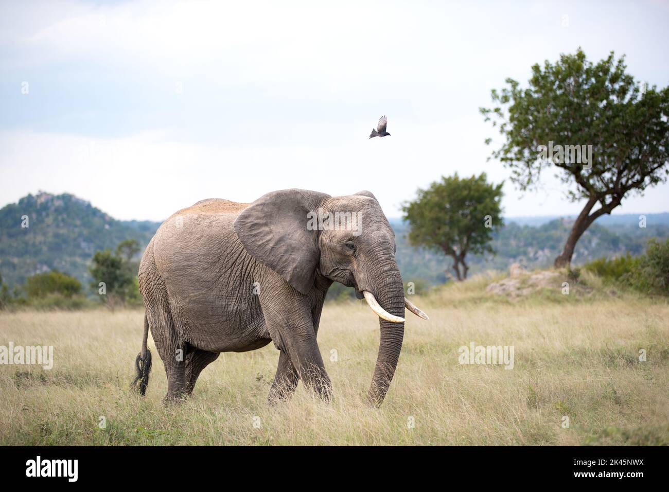 Ein Elefant, Loxodonta africana, wandert durch Gras, während ein Gabelschwanz-Drongo, Dicrurus adsimilis, in Farbe über ihn fliegt Stockfoto