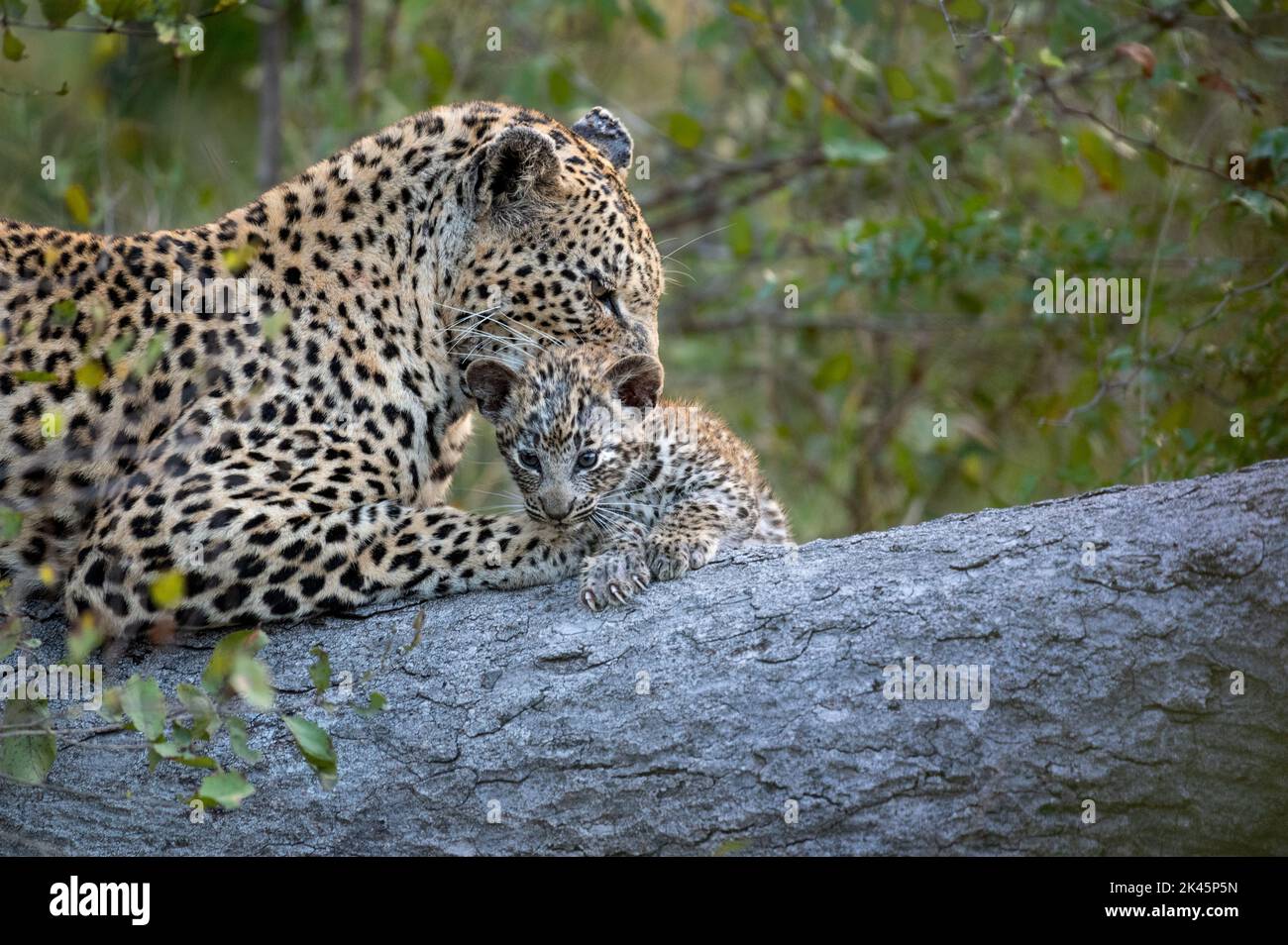 Ein Leopard und ihr Junge, Panthera pardus, legen sich zusammen auf einen Baumstamm, während der Leopard ihr Junges reinigt Stockfoto