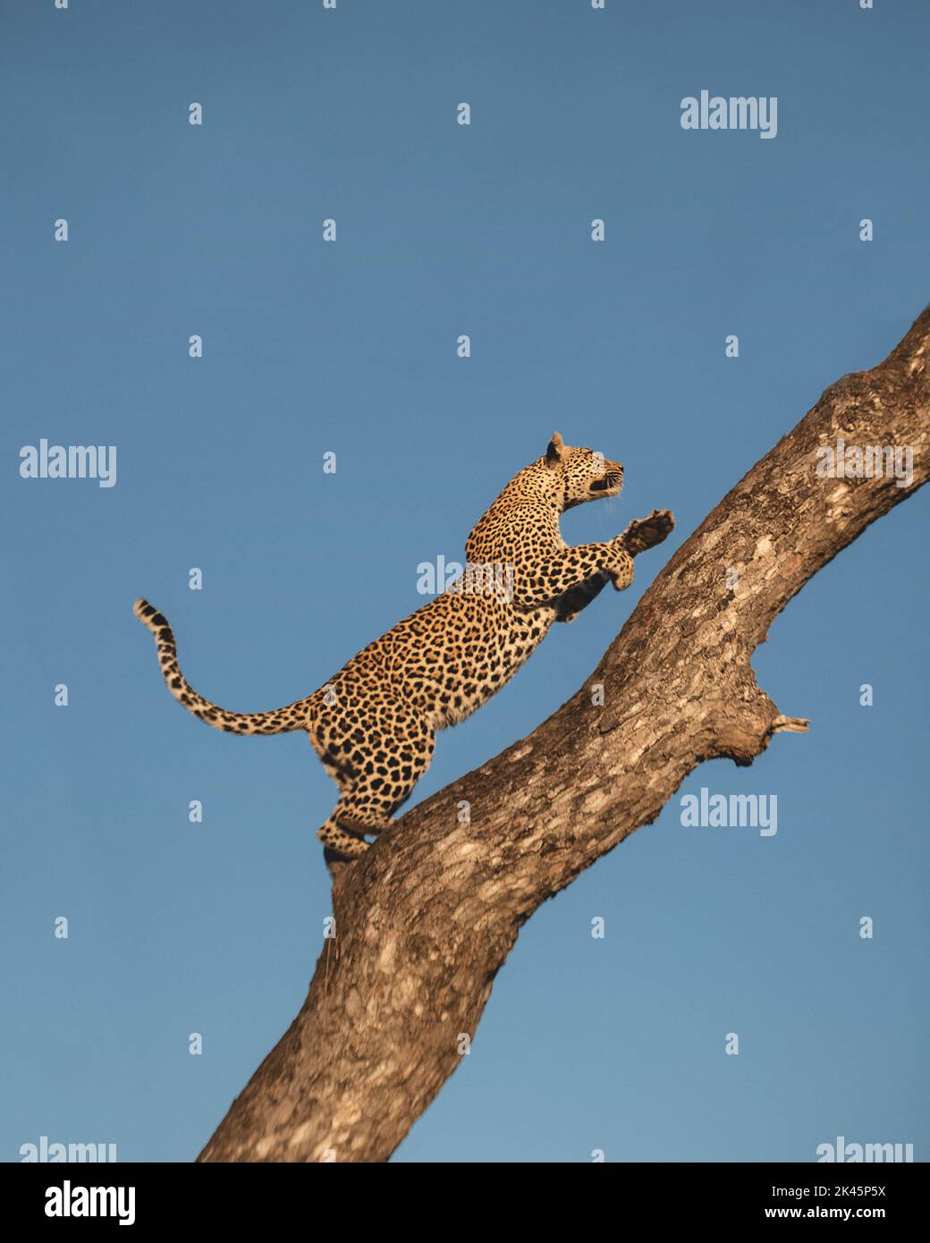 Ein Leopard, Panthera pardus, klettert auf einen Baum Stockfoto