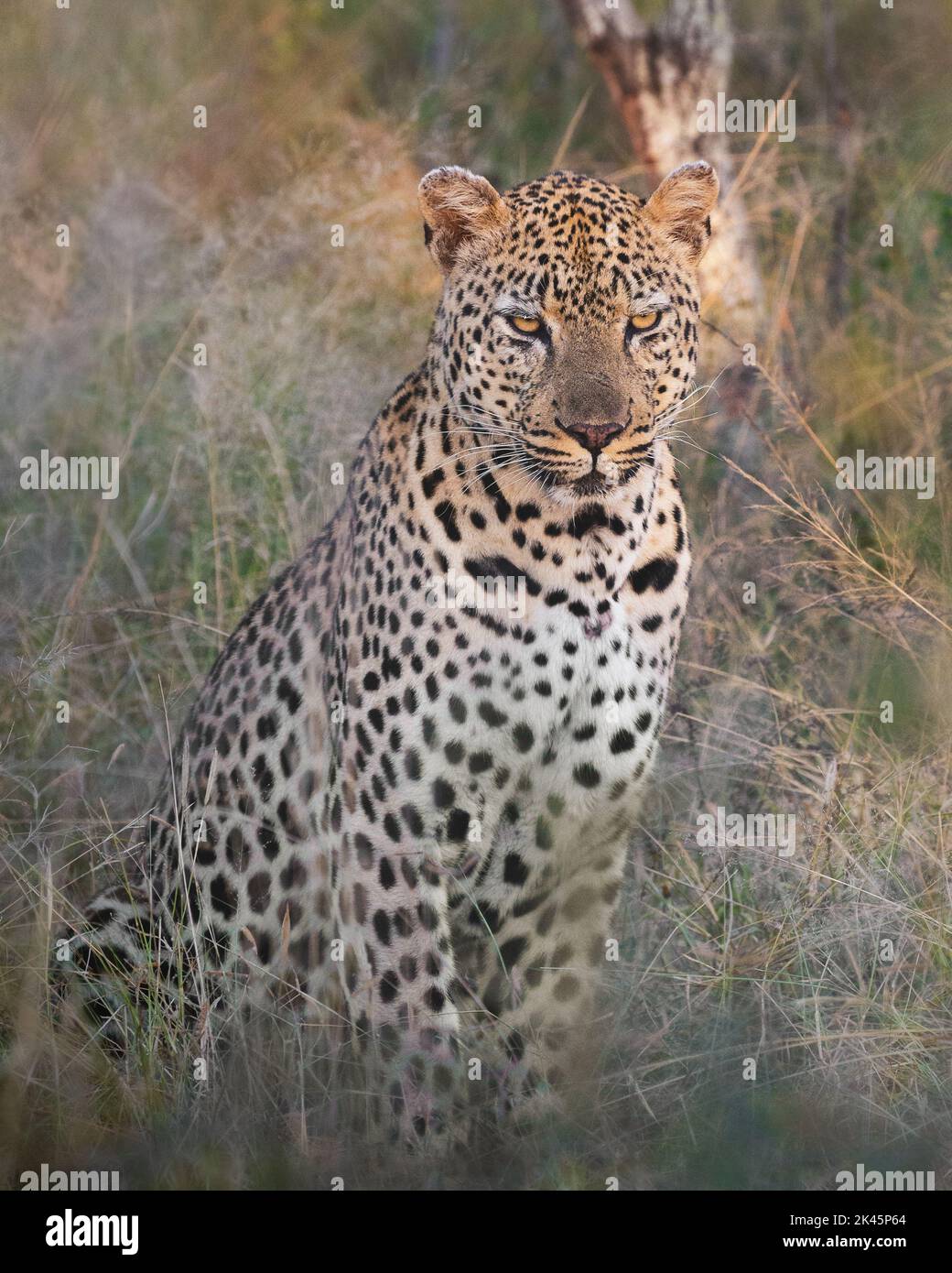Ein männlicher Leopard, Panthera pardus, sitzt im langen Gras und blickt nach vorne Stockfoto
