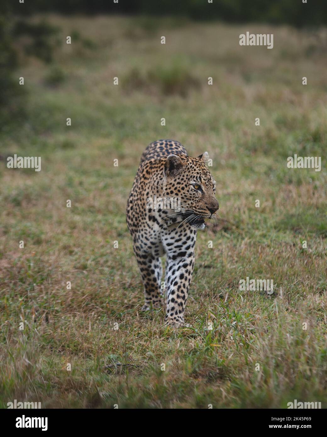 Ein männlicher Leopard, Panthera pardus, geht durch kurzes Gras, schaut zur Seite Stockfoto
