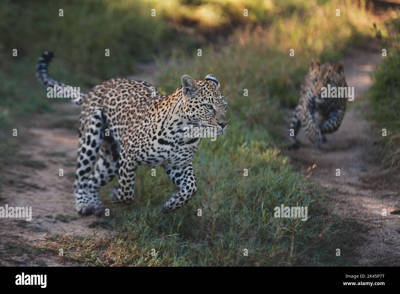 Eine Leopardin und ihr Junges, Panthera pardus, laufen und spielen gemeinsam auf einer Straße Stockfoto
