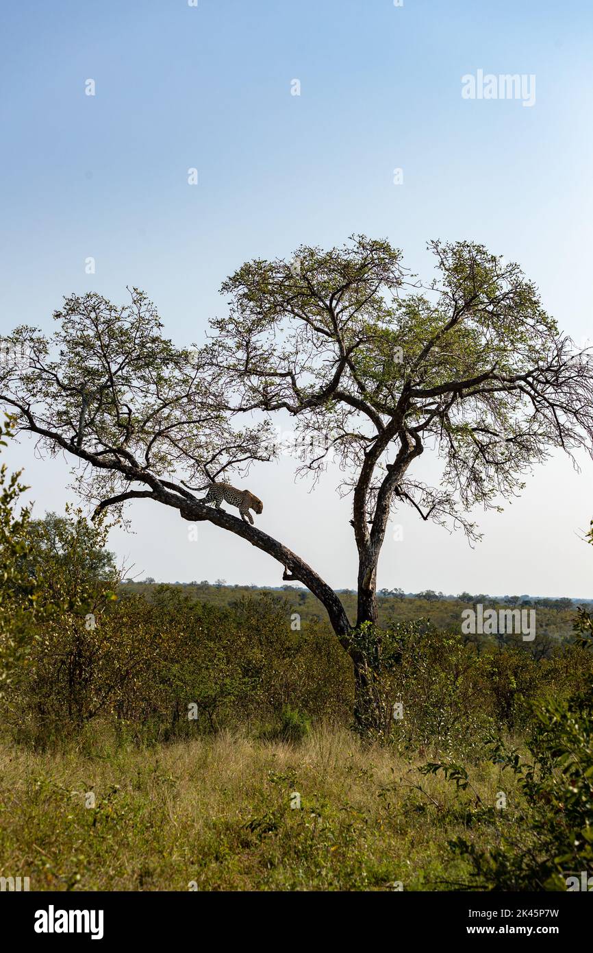 Ein Leopard, Panthera pardus, steigt von einem Baum herab Stockfoto