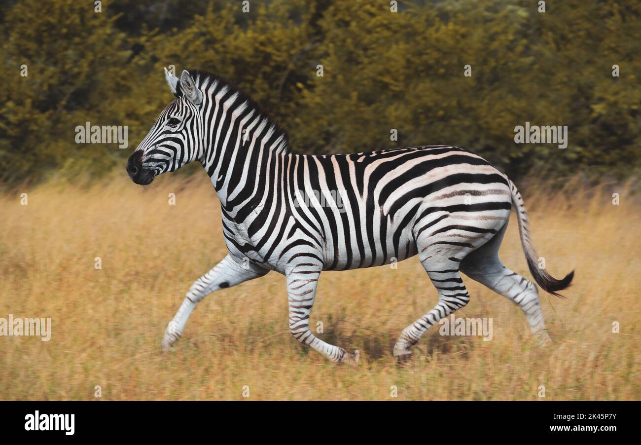 Ein Zebra, Equus Quagga, läuft durch Gras, Seitenansicht, volle Länge, Bkac und weiß gestreifte gemusterte Häuten. Stockfoto