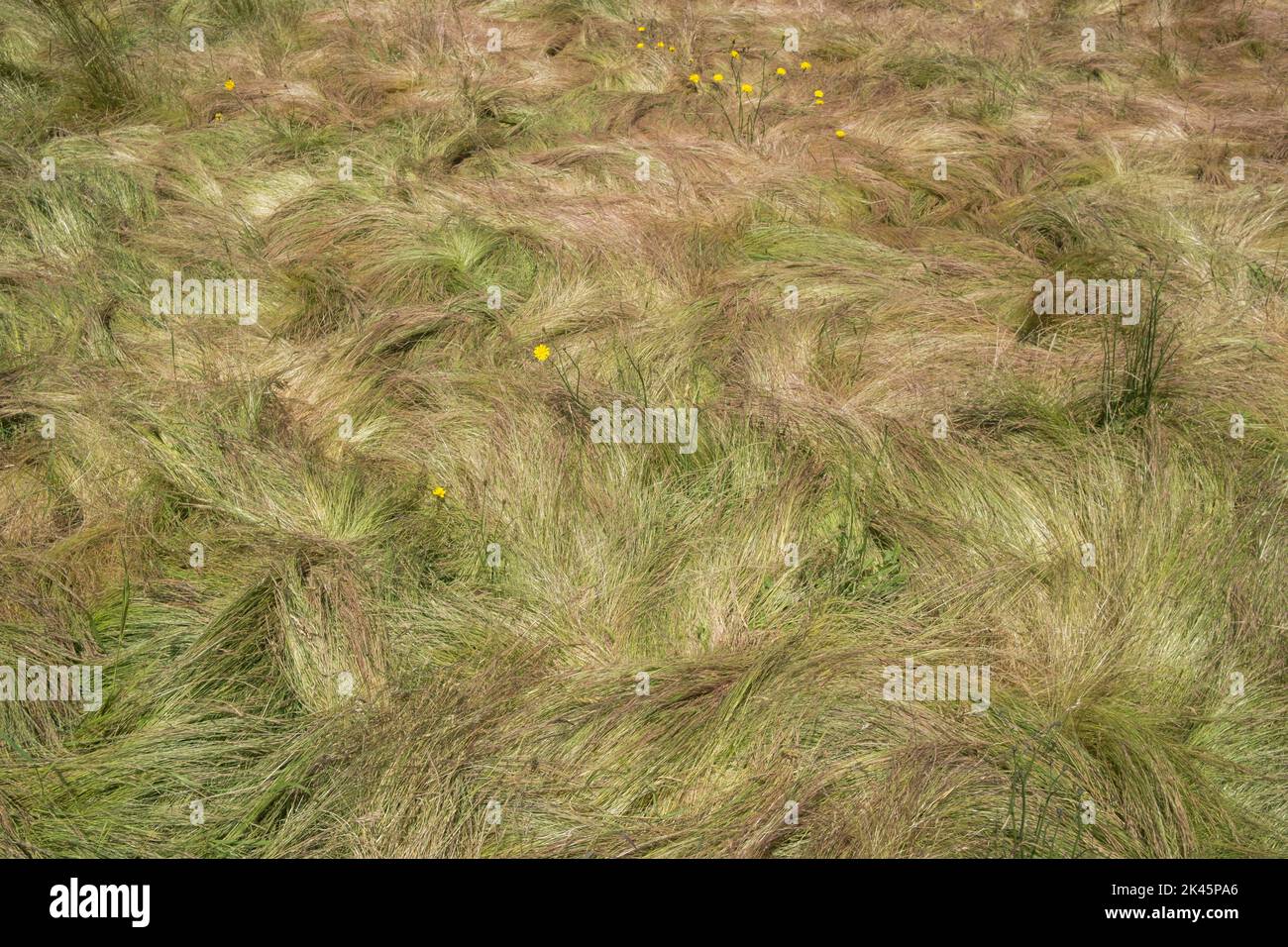 Feld von windgepeitschten, wilden Gräsern im Sommer, Nahaufnahme von langem Gras, Blick von oben. Stockfoto