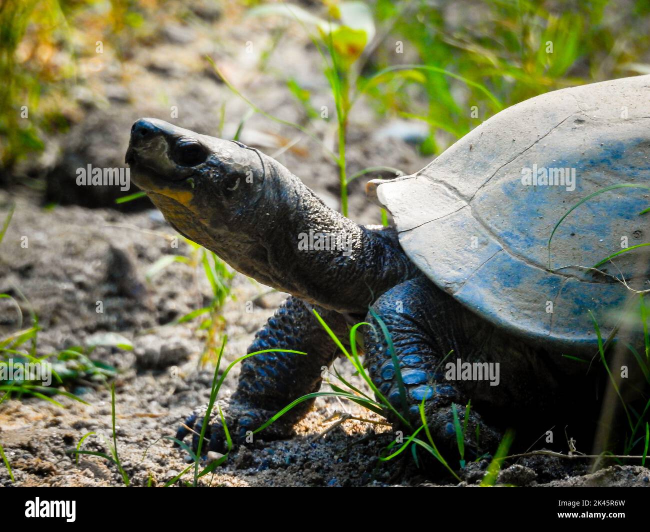 August 18. 2018, dehradun City Uttarakhand Indien. Eine Schildkröte, die im Malsi Dehradun City Zoo den Hals aus ihrer Muschel hochschaut. Stockfoto