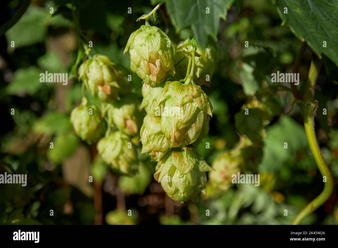 Grüne hundertjährige Hopfenblüten humulus lupulus wächst im Herbst in großbritannien Stockfoto