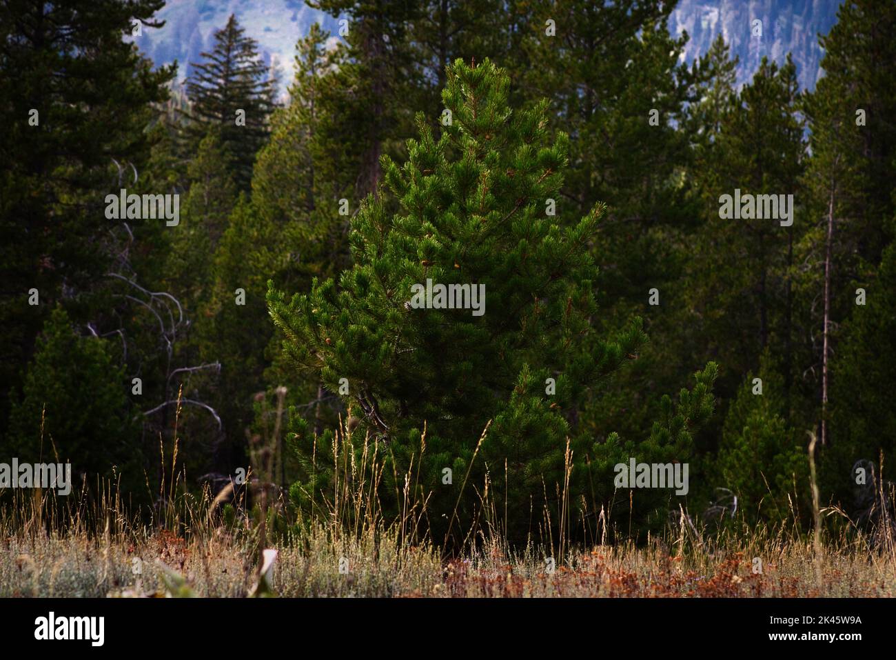 Ein kleiner immergrüner Baum steht auf einer Wiese vor einem Wald mit