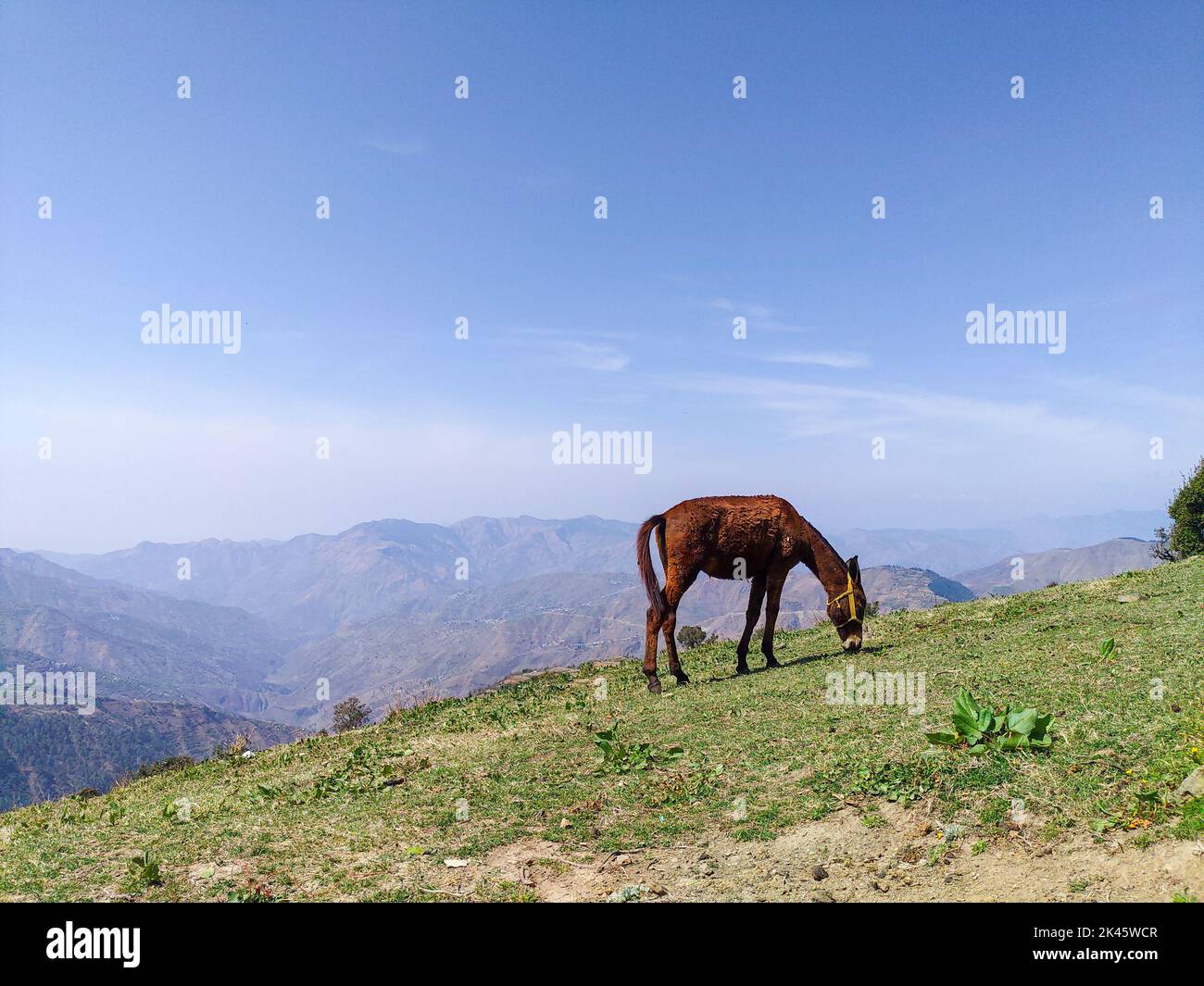 Ein grasendes Pferd auf den Wiesen des oberen Himalaya. Uttarakhand Indien Stockfoto