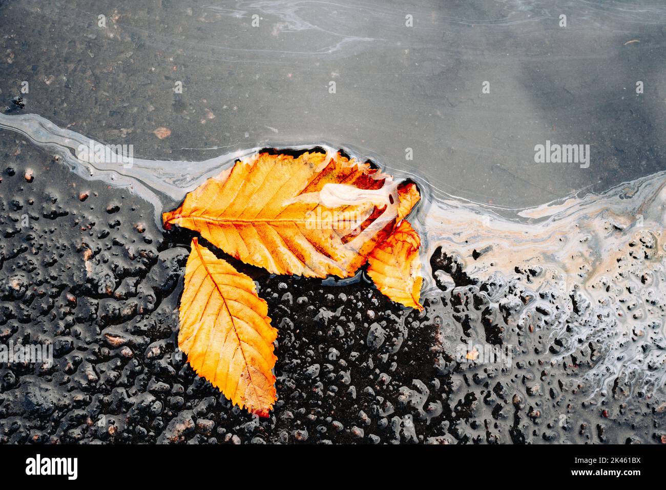 Ökologische Probleme. Unachtsame Einstellung zur Natur. Bunte Regenbogen Ölfleck auf dem Boden Asphalt, gelb tot Herbstblatt Stockfoto