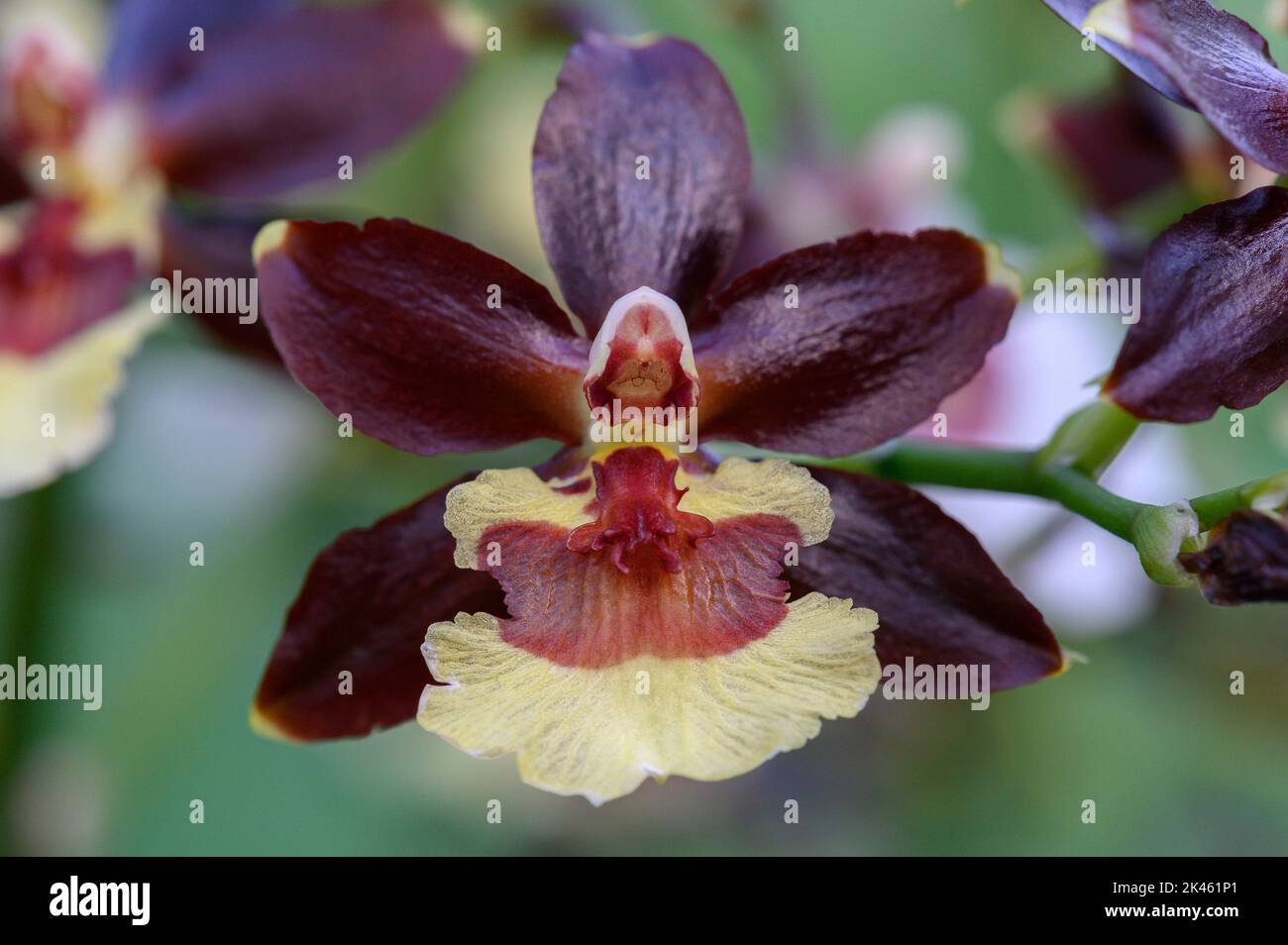 2019 Orchideenfest in Kew Gardens Stockfoto
