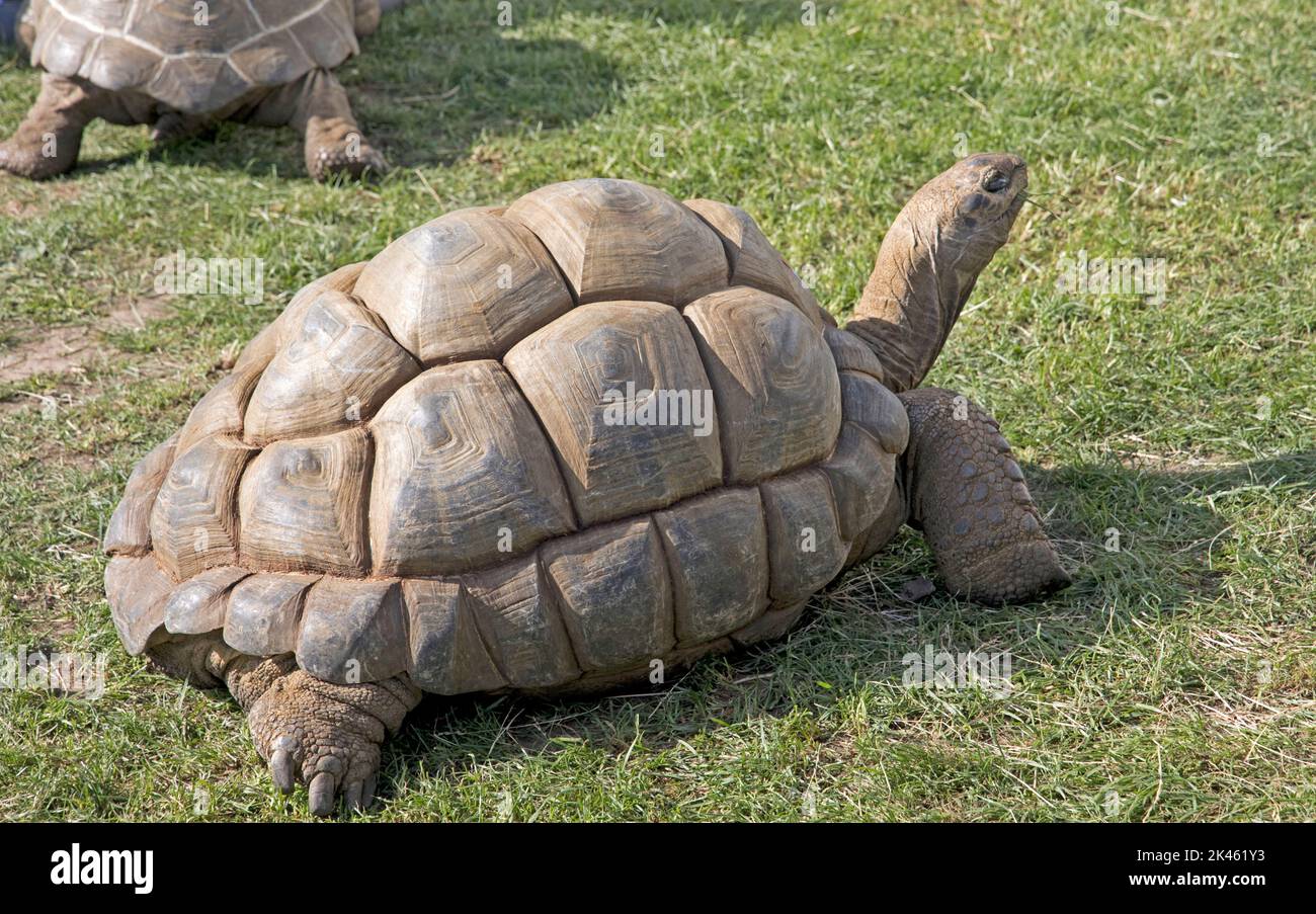 Die riesige Aldabra-Schildkröte Aldabrachelys gigantea auf dem Three Counties Showground, Great Malvern, Großbritannien Stockfoto