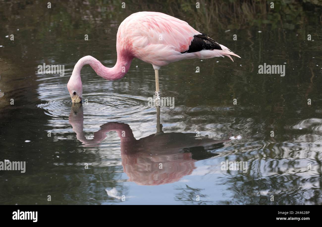 Andenflamingo Phoenicoparrus andinus Fütterung im Wildfowl and Wetlands Trust, Slimbridge, Großbritannien Stockfoto