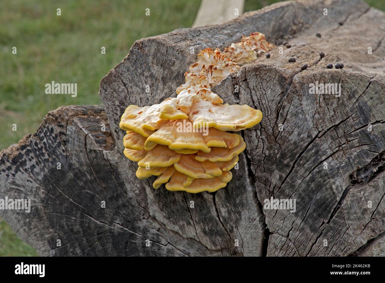 Huhn aus dem Wald Bracket Pilz Laetiporus sulfureus auf alten Baumstumpf bei All Things Wild, Honeybourne, Großbritannien Stockfoto