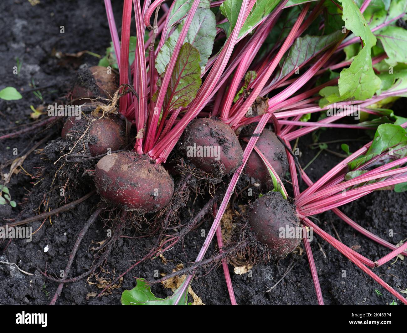 Frisch geerntete Bio-Rüben liegen auf dem Boden. Nahaufnahme. Stockfoto