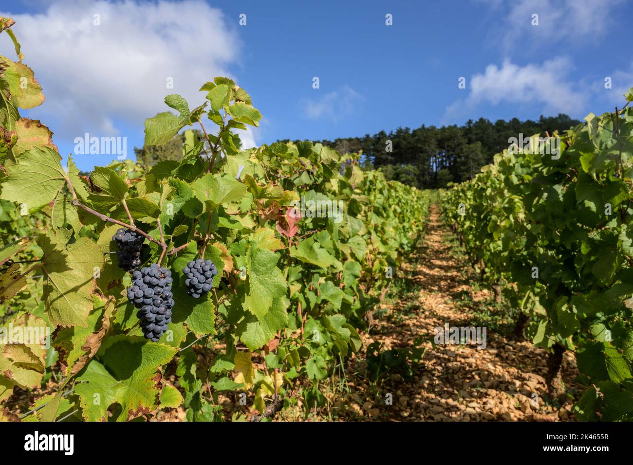 Savigny-lès-Beaune Stockfoto