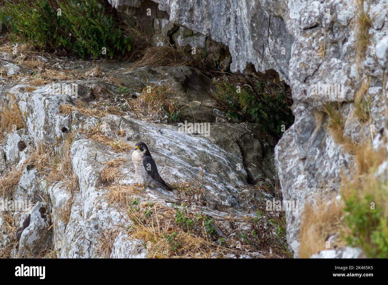 Ein Wanderfalke (Falco peregrinus), der auf einem brütenden Felsvorsprung thront und Schutz vor Yorkshire Regen und hier Yorkshire Hitzewellen bietet! Malham Cov Stockfoto
