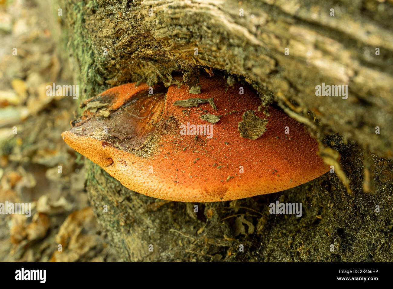 Beefsteak-Pilz (Fistulina hepatica) auf Eiche in Laubwäldern im Herbst, Großbritannien Stockfoto