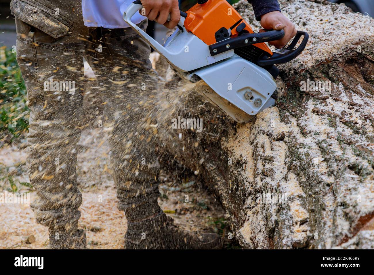 Arbeiter mit Kettensäge sägt Bäume, während ein Hurrikan durchweht, was auf den Asphalt fällt Stockfoto