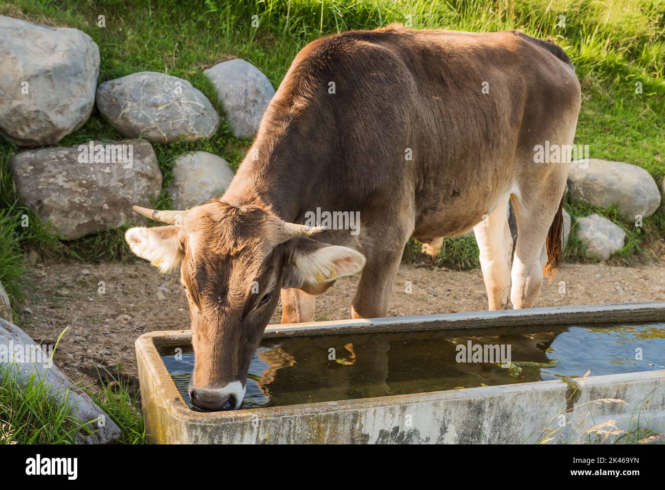 Kuh trinkt aus der Gießwanne Stockfoto