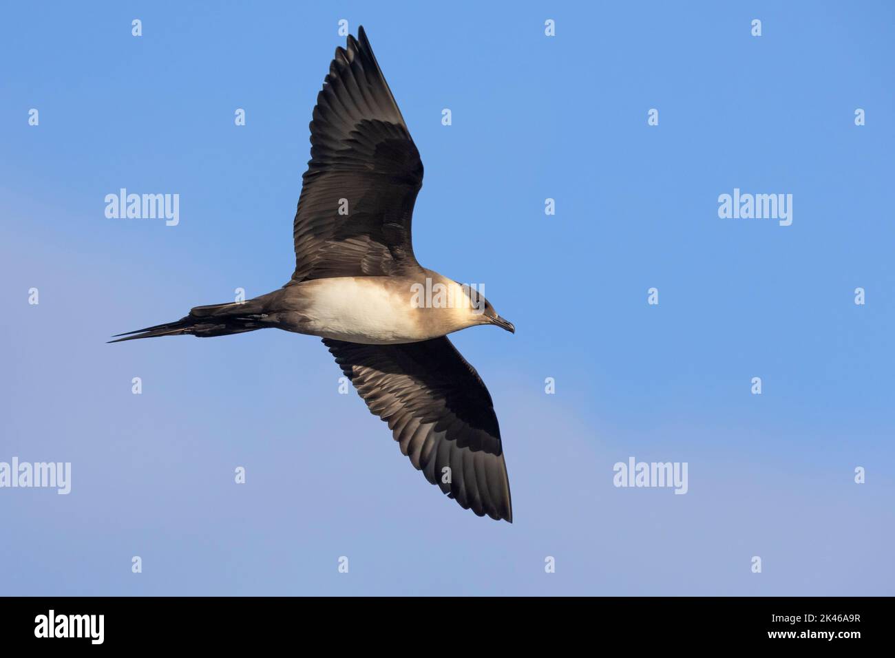 Parasitärer Jaeger (Stercorarius parasiticus), leichter morphischer Erwachsener im Flug, Südliche Region, Island Stockfoto
