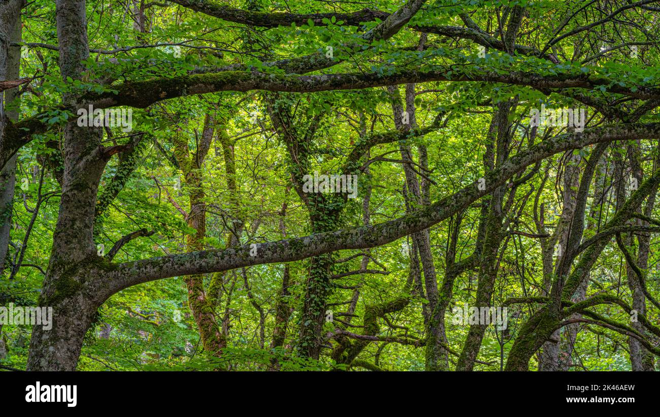 Buchenstämme und Äste zwischen den grünen Blättern der Bäume des Bosco di Sant'Antonio. Bosco Sant'Antonio, Pescocostanzo, Abruzzen, Italien, Europa Stockfoto