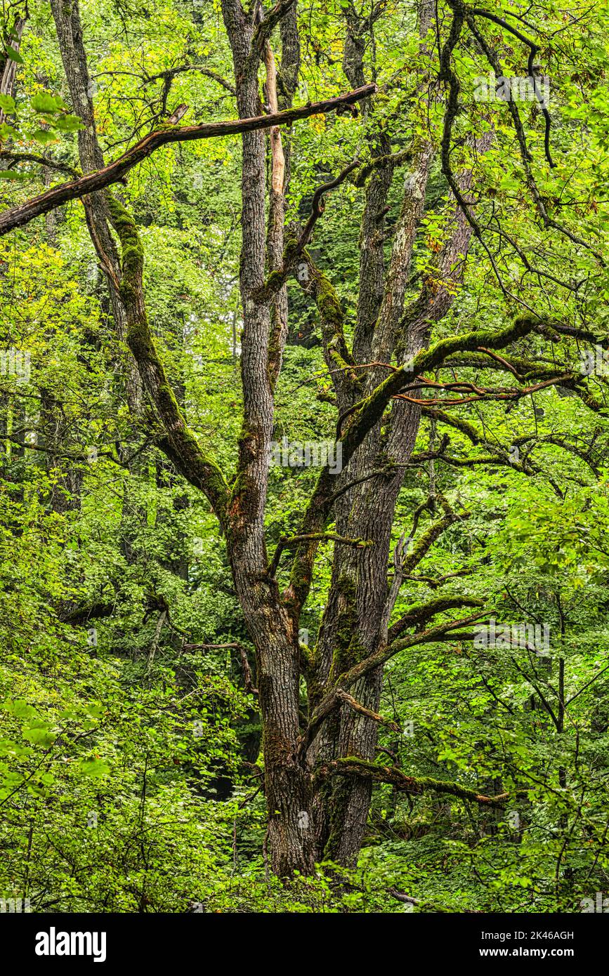 Buchenstämme und Äste zwischen den grünen Blättern der Bäume des Bosco di Sant'Antonio. Bosco Sant'Antonio, Pescocostanzo, Abruzzen, Italien, Europa Stockfoto