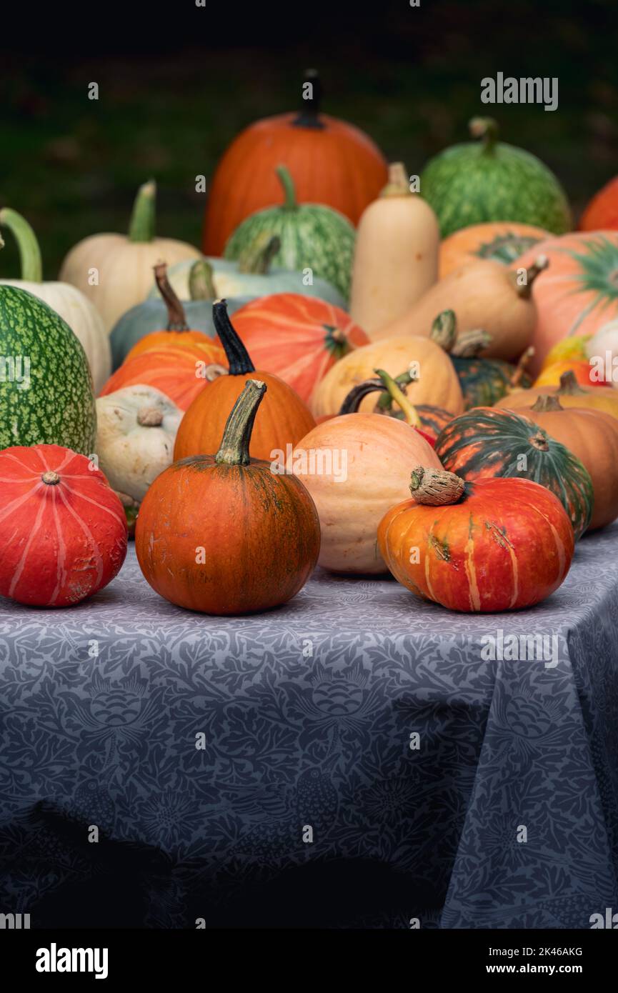 Bunte Kürbisse in verschiedenen Größen und Formen auf einem Tisch Stockfoto